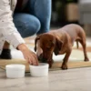 Asesoramiento nutricional a domicilio para perro