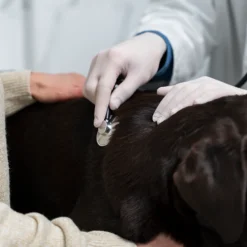 Chequeo general y analítica de sangre para perro a domicilio