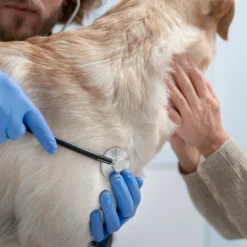 Revisió de dermatologia canina (requereix consulta prèvia)