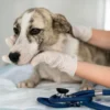 Test y vacunación contra la leishmaniasis a domicilio