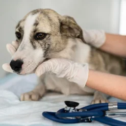 Test y vacunación contra la leishmaniasis a domicilio
