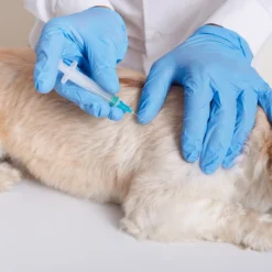 Vacunación Traqueobronquitis para perro a domicilio en Madrid