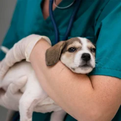 Vacunación contra la rabia para perro a domicilio