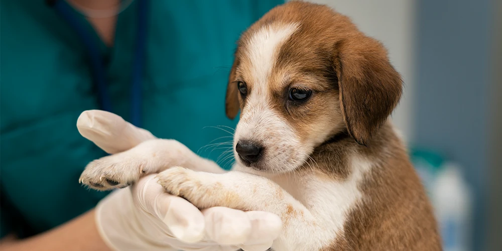 dermatologia canina