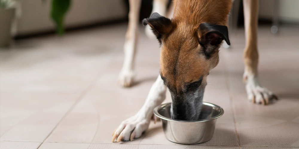 nutrición canina