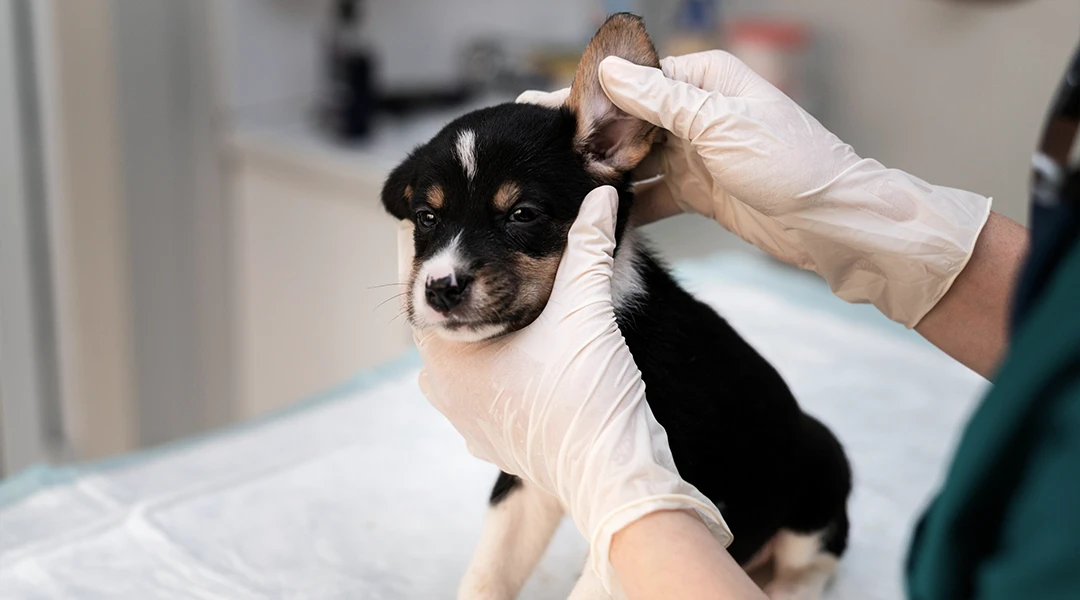veterinario dermatologo