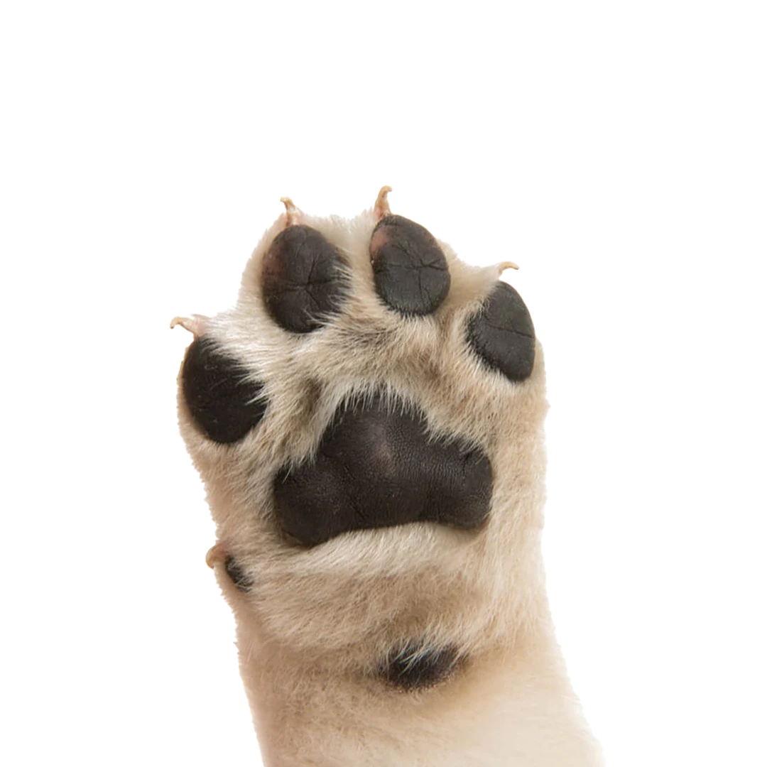 dermatologia canina madrid