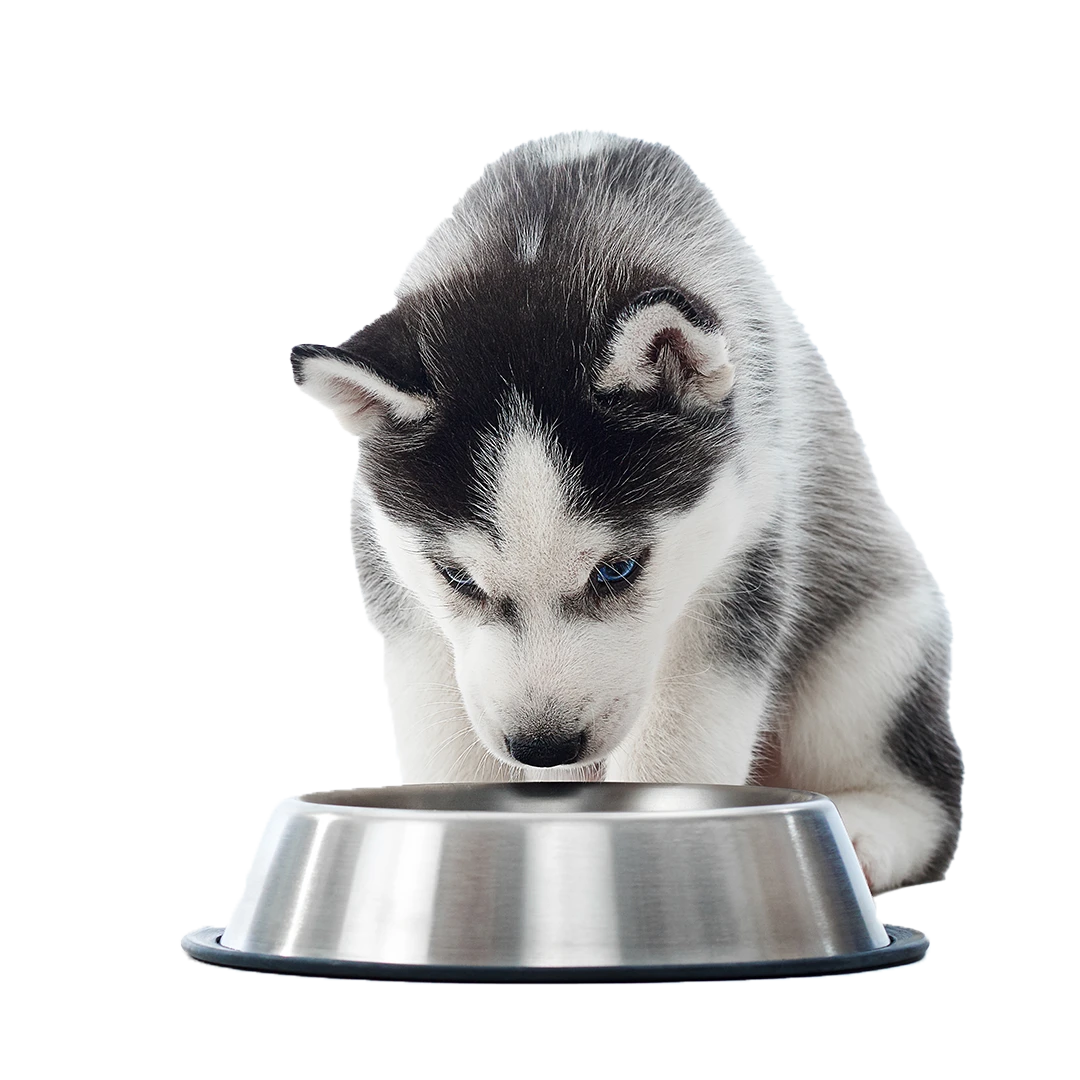 nutricionista canino updog
