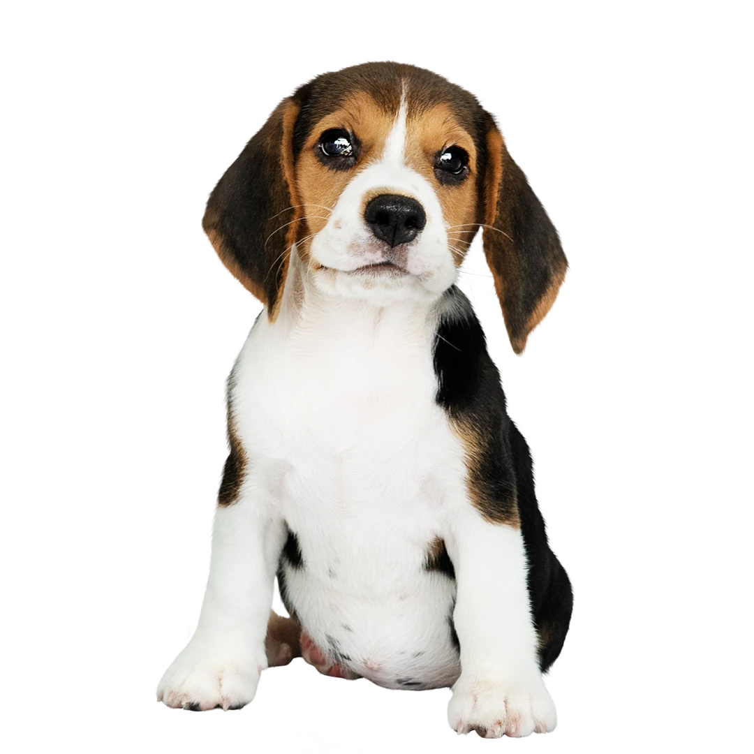 veterinario madrid updog