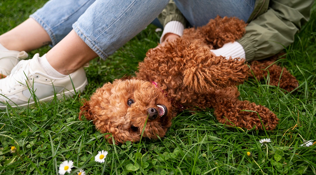 perro primavera