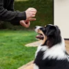 Consulta de etología para perros y gatos en Madrid
