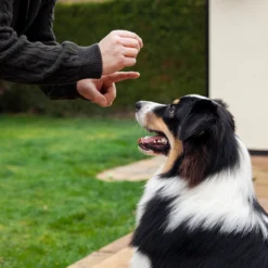 Consulta de etología para perros y gatos en Madrid