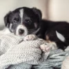Consulta online de educación para cachorros con etólogo