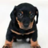 Consulta presencial de educación para cachorros con etólogo
