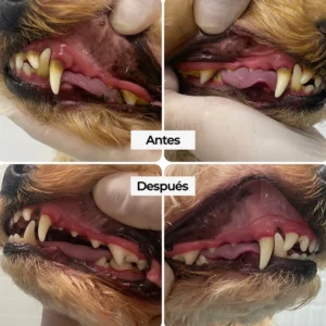 Limpieza dental para perros