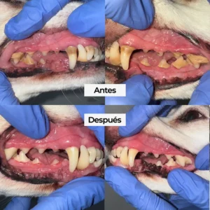 Limpieza bucal para perros