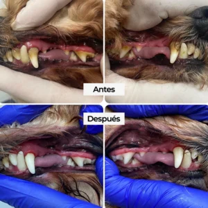 Limpieza dental para perros Madrid