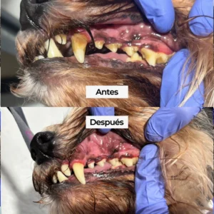 Limpieza bucal para perros Madrid