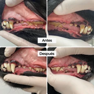 Limpieza dental perros Madrid