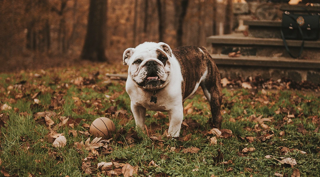 bulldog curiosidades