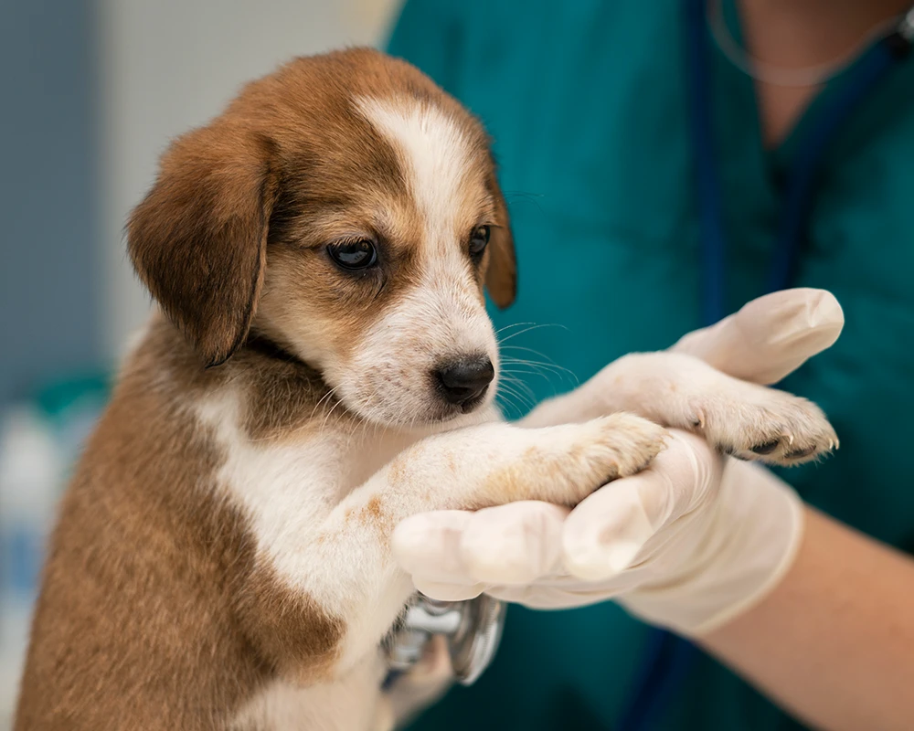 dermatologia canina en madrid