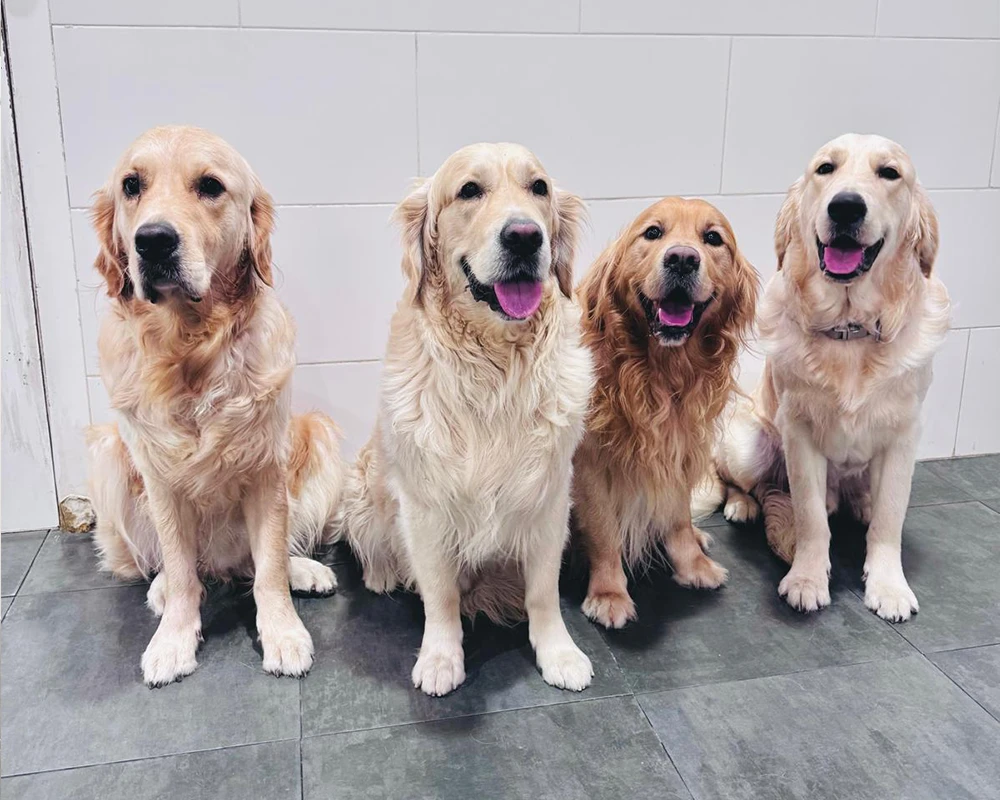 guarderia canina en madrid updog