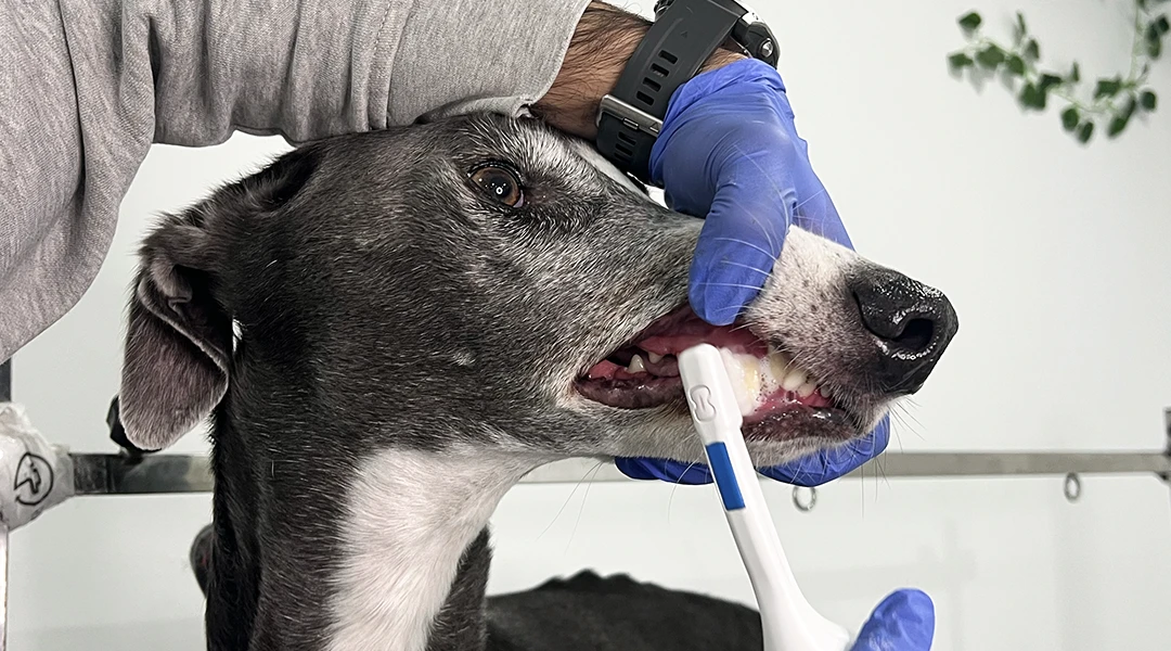 limpieza dental perros sin anestesia
