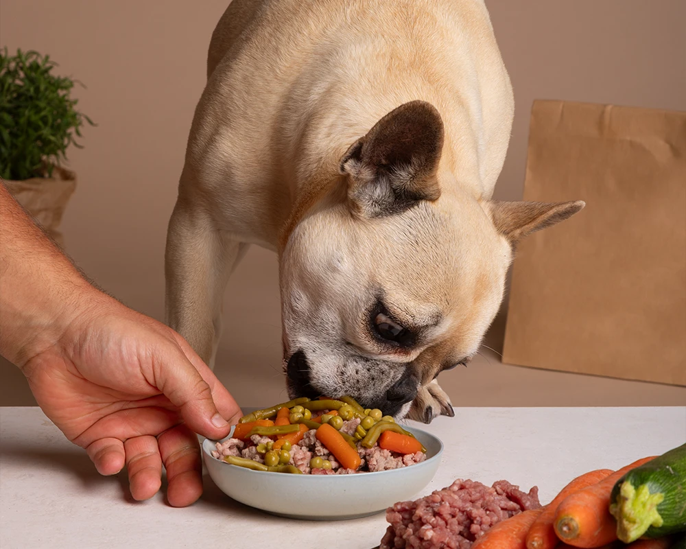 nutricion canina updog