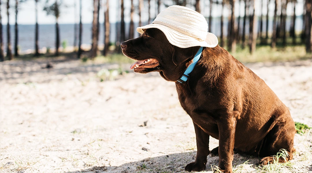 cuidar perro verano