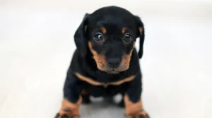 ¿Acabas de tener un cachorro y no sabes por dónde empezar? Esto es lo que necesitas saber