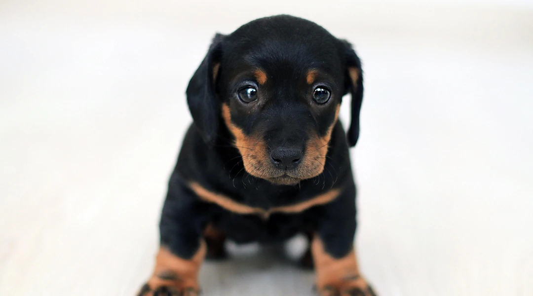cachorro blog