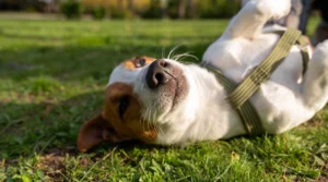 Vuelta a la rutina con tu perro después del verano